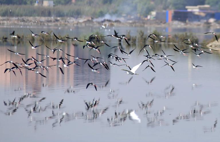 Científicos alertan que más de la mitad de las especies de aves migratorias está en declive