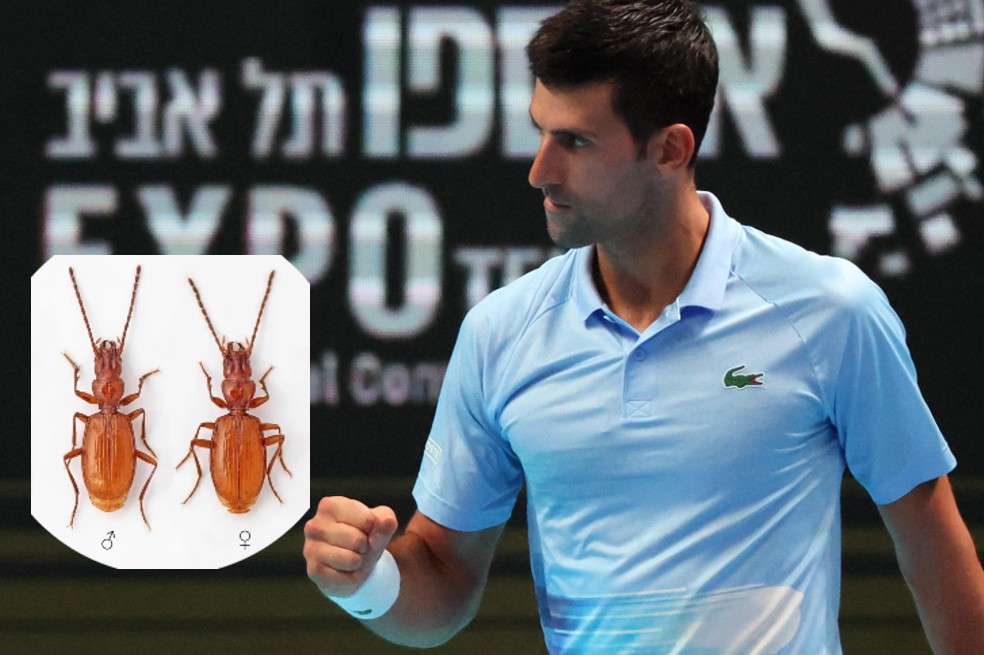 Este insecto fue descubierto en una montaña de Serbia y fue bautizada en honor a Novak Djokovic.