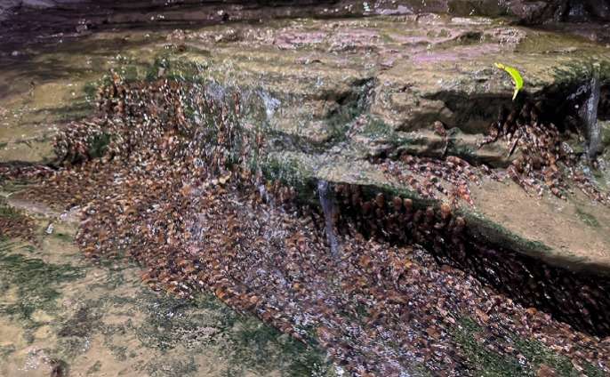 Miles de peces escalaron esta cascada de más de 4 metros.
