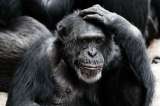 Estas son las diferencias entre el cerebro humano y el de los primates