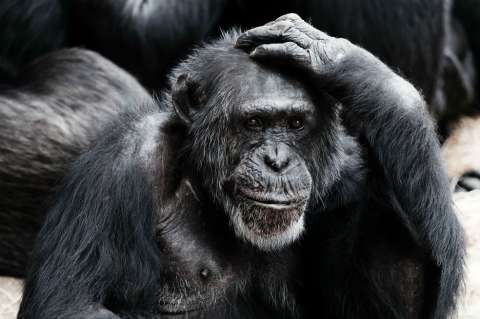 Estas son las diferencias entre el cerebro humano y el de los primates