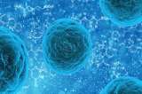Una importante conexión entre el asma y las bacterias en el intestino
