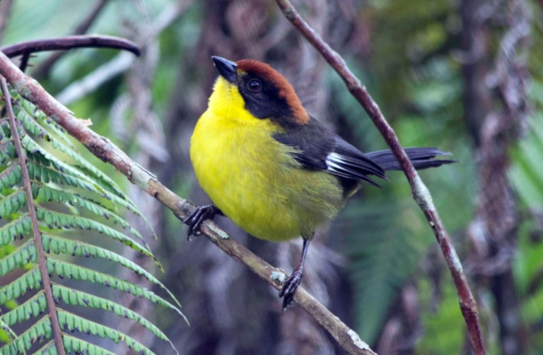 Estas reservas naturales protegen 600 especies de flora y fauna en el país