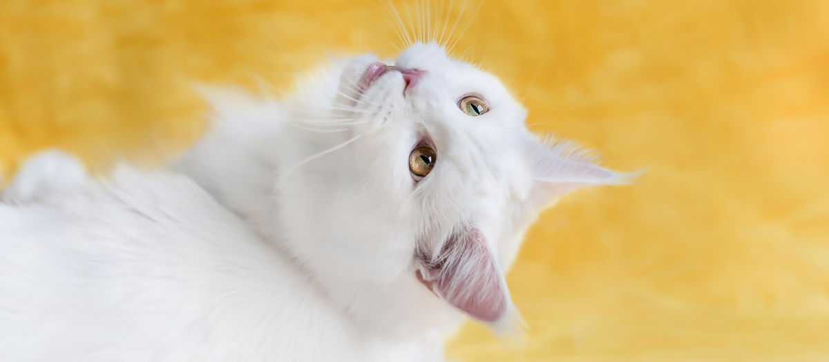 4 razas de gatos peludos que amarás tener en casa