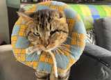 Jurado de votación adoptó a un gato herido que llegó a puesto electoral durante elecciones