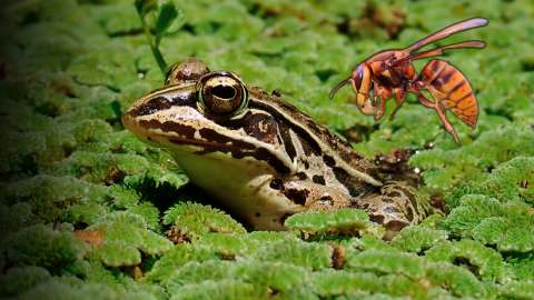 Ranas que desafían al ‘avispón asesino’: el veneno no las detiene