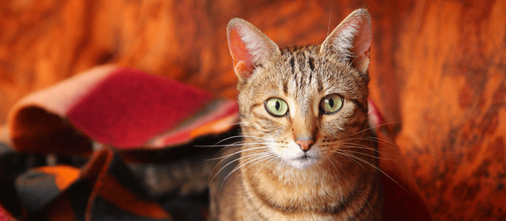 5 razas de gato con pelo corto