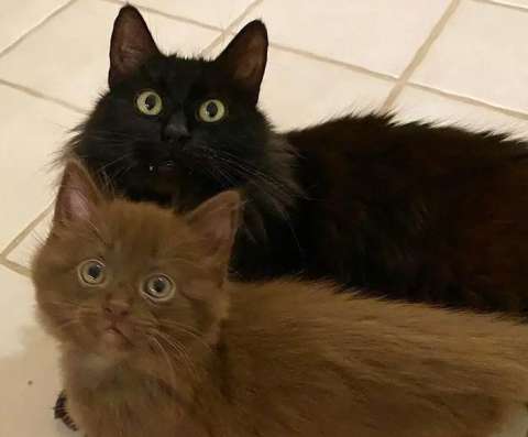 Salvan a cuatro gatos y quedan impresionados con sus colores: “son bastante raros”