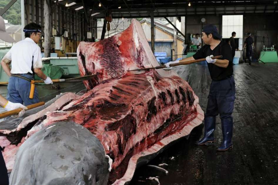 Japón seguirá pescando ballenas en el pacífico aunque reducirá las capturas