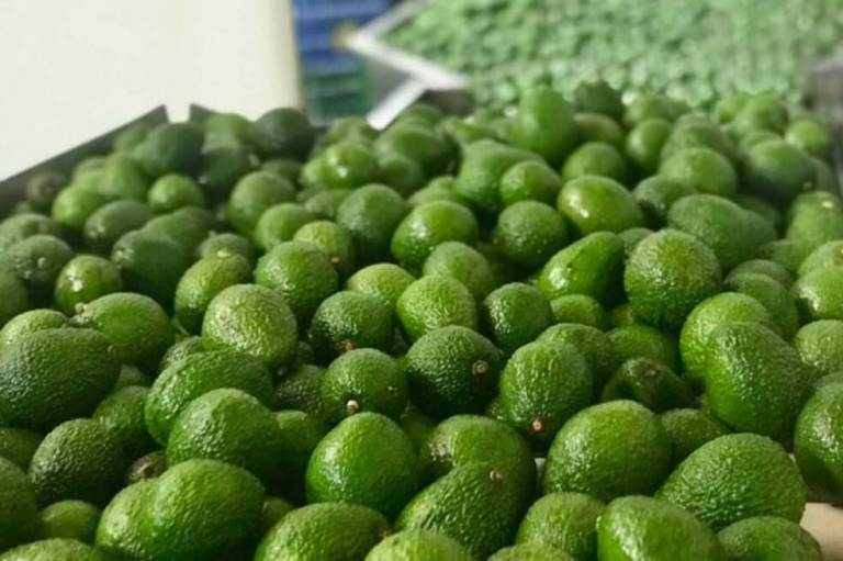 Por primera vez, Colombia exportará aguacates a Japón
