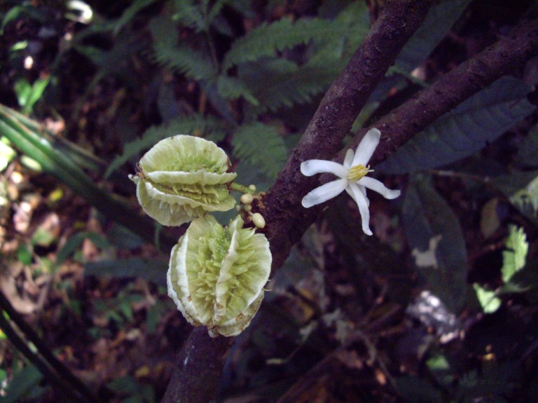 Carpotroche caceresiae es un árbol de las selvas caribeñas de Nicaragua y Honduras, fue nombrado en memoria y reconocimiento de Berta Isabel Cáceres Flores (1971-2016), una activista ambiental hondureña asesinada en 2016. Berta Cáceres fue una de los 123 activistas medioambientales asesinados entre 2009 y 2016 por su oposición a la destrucción de hábitats naturales y la pérdida de tierras indígenas en Honduras.  
En 2015, Cáceres fue galardonada con el Premio Medioambiental Goldman. Fue asesinada un año después por su oposición al proyecto hidroeléctrico Agua Zarcas en el río Gualcarque, en el noroeste de Honduras.