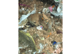 Rescatan a una cachorra que estaba en un camión de basura