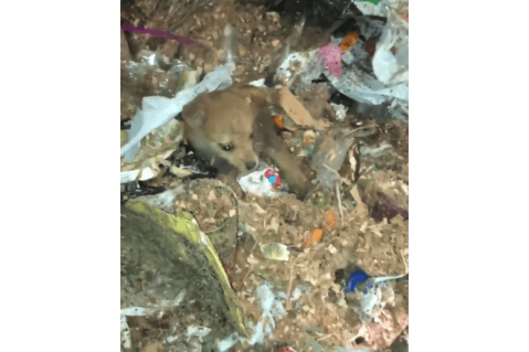 Rescatan a una cachorra que estaba en un camión de basura
