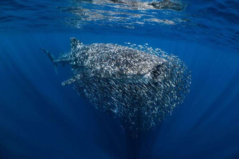 Esta imagen, captada en Ningaloo, Australia, muestra a un tiburón ballena, el pez más grande del mundo, escondido dentro de una bola de peces más pequeños.