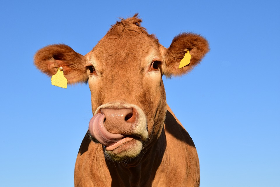 La aplicación también da la cantidad de agua que se usa producir esa carne, así como el promedio de CO2 que se emite y la cantidad de antibióticos que se requieren. / Pixabay