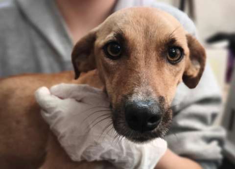 Córdoba tendrá su primer hospital veterinario gratuito con atención las 24 horas
