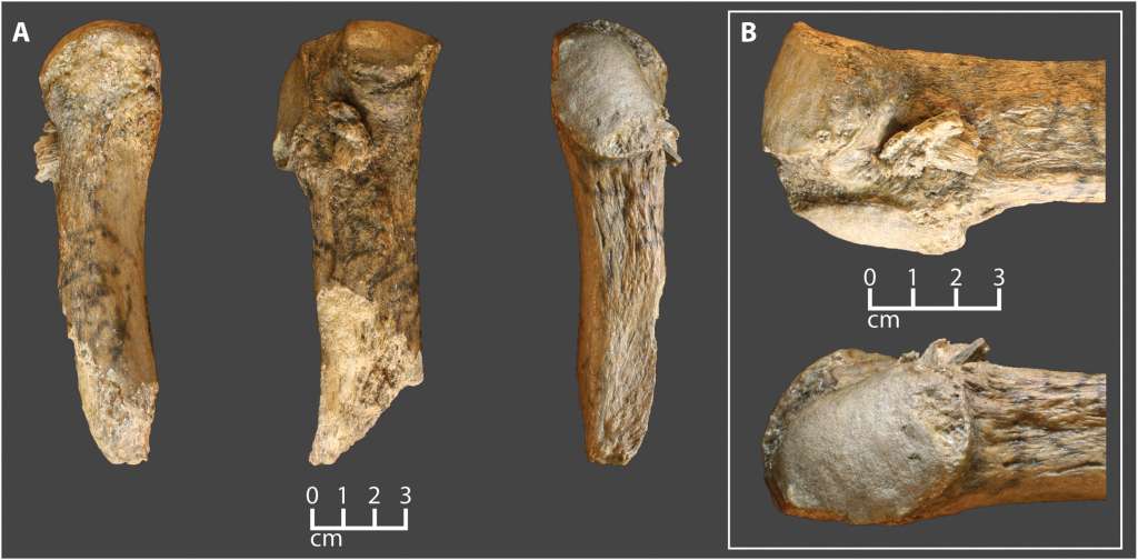 Esta es la costilla del mastodonte Manis con la punta del proyectil incrustada.