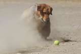 Perros que fallaron entrenamiento policial por ser muy amigables ahora pueden ser adoptados