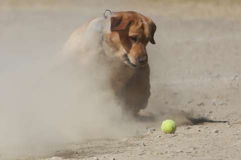 Perros que fallaron entrenamiento policial por ser muy amigables ahora pueden ser adoptados