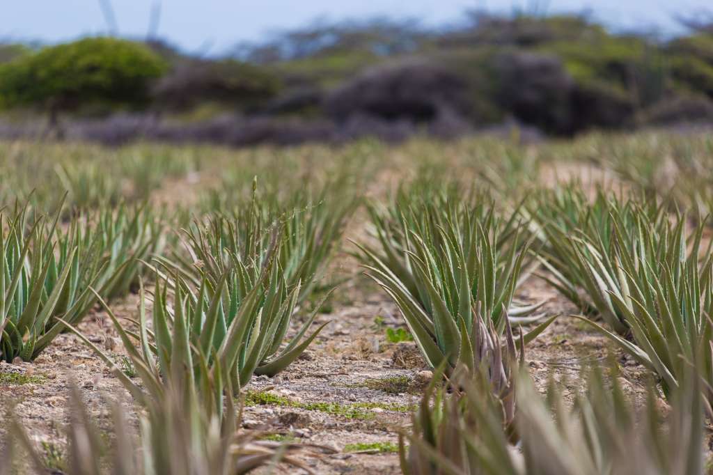 El áloe llegó a la isla en 1840 y desde entonces se ha convertido en uno de los principales productos.