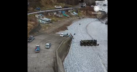 Aparecieron 1.200 toneladas de peces muertos en Japón y aún no se sabe por qué