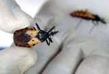 Extraña muerte de dos soldados en Cesar habría sido por enfermedad de Chagas