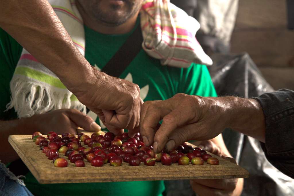 El objetivo de la iniciativa es convertir a Colombia en un país pionero de cadenas agrícolas libres de deforestación.