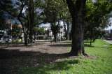 Así puede adoptar un árbol en Bogotá y contribuir al medio ambiente