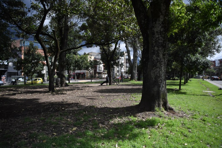 Así puede adoptar un árbol en Bogotá y contribuir al medio ambiente