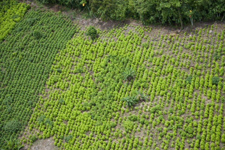 UNODC registró 2.000 hectáreas menos de cultivos de coca en 2018