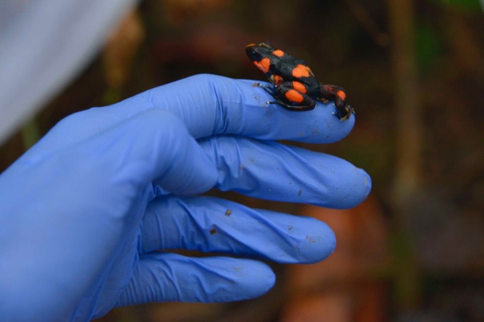 Oophaga lehmanni es una especie de rana veneno de dardo que es endémica de Colombia.