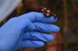 En Colombia logran reproducir ranas en peligro de extinción