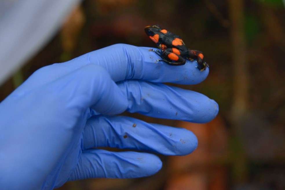 Oophaga lehmanni es una especie de rana veneno de dardo que es endémica de Colombia.