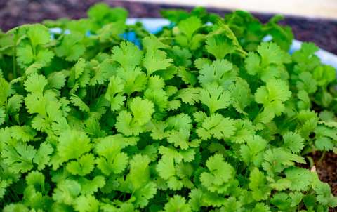 Cuatro recetas para disfrutar el sabor del cilantro