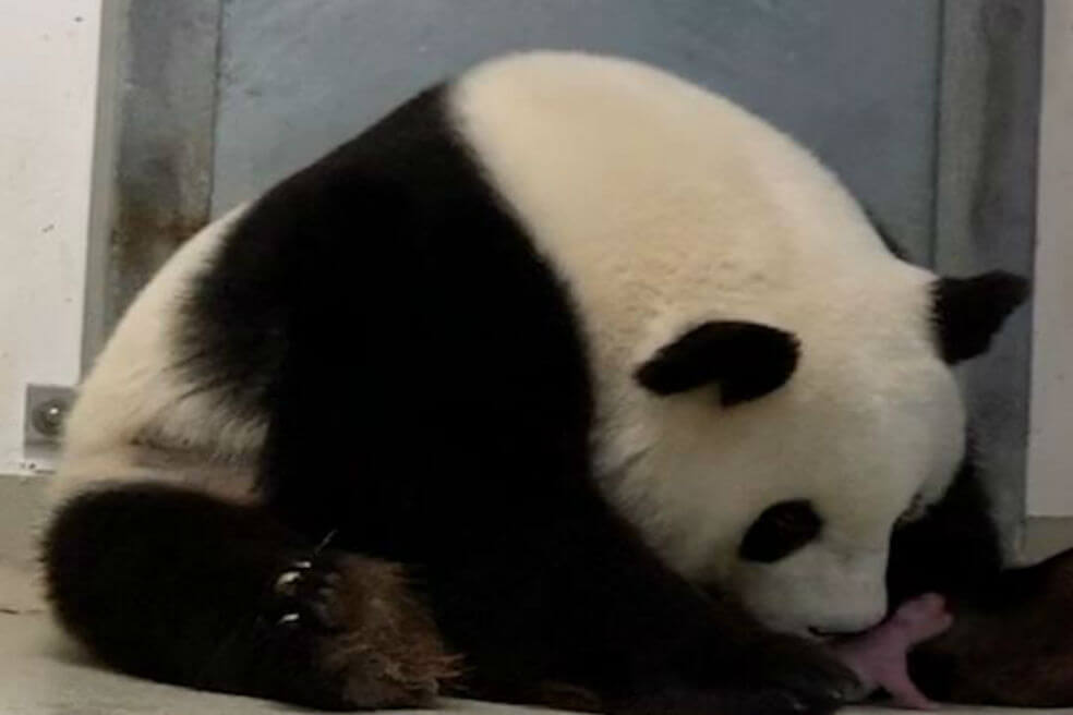 Meng Meng y Jiao Qing, la pareja de osos panda del zoo de Berlín de 6 y 9 años, son los primeros en Alemania en tener descendencia en cautividad. / Zoo Berlín