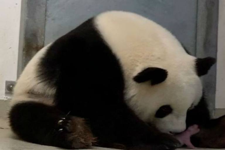 Nacen primeros dos osos panda en cautiverio en Alemania