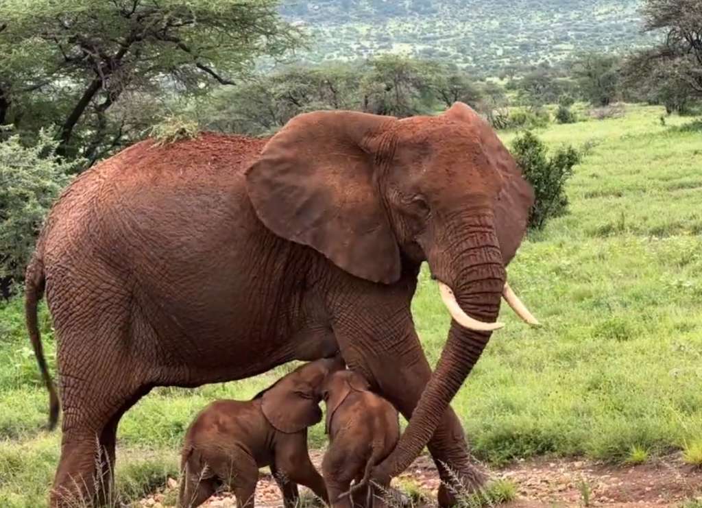 Imagen de los elefantes gemelos nacidos en Kenia.
