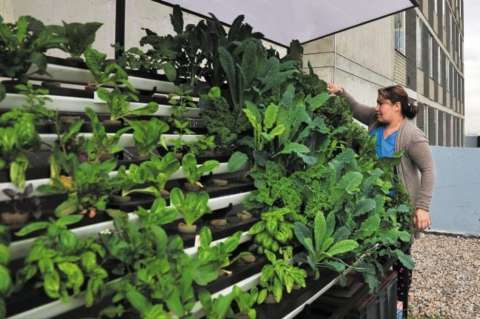 Huertas urbanas, alternativa para cosechar en medio de la ciudad