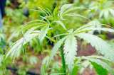 El colombiano con uno de los negocios de venta legal de marihuana más grande de EE.UU.