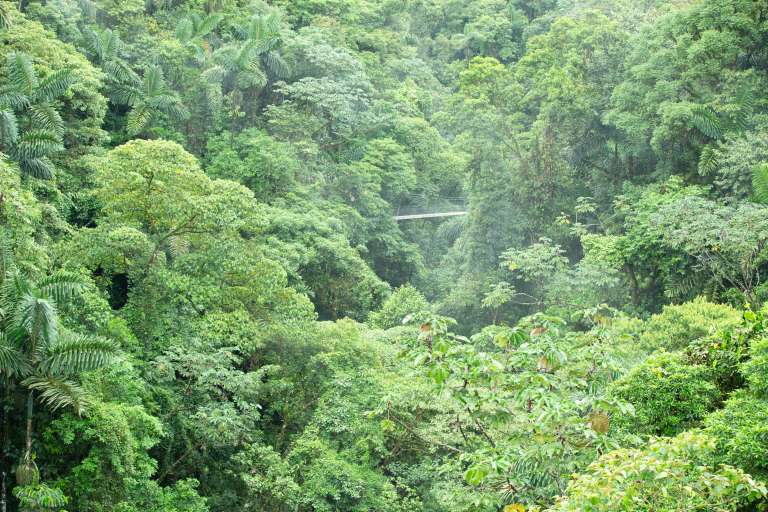 MISTICO PARK Y SUS PUETES COLGANTES COSTA RICA