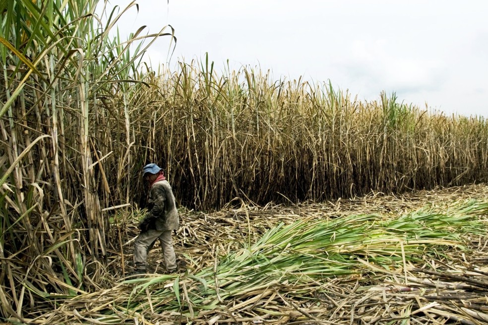 Trabajador en plantaciones de Caña.