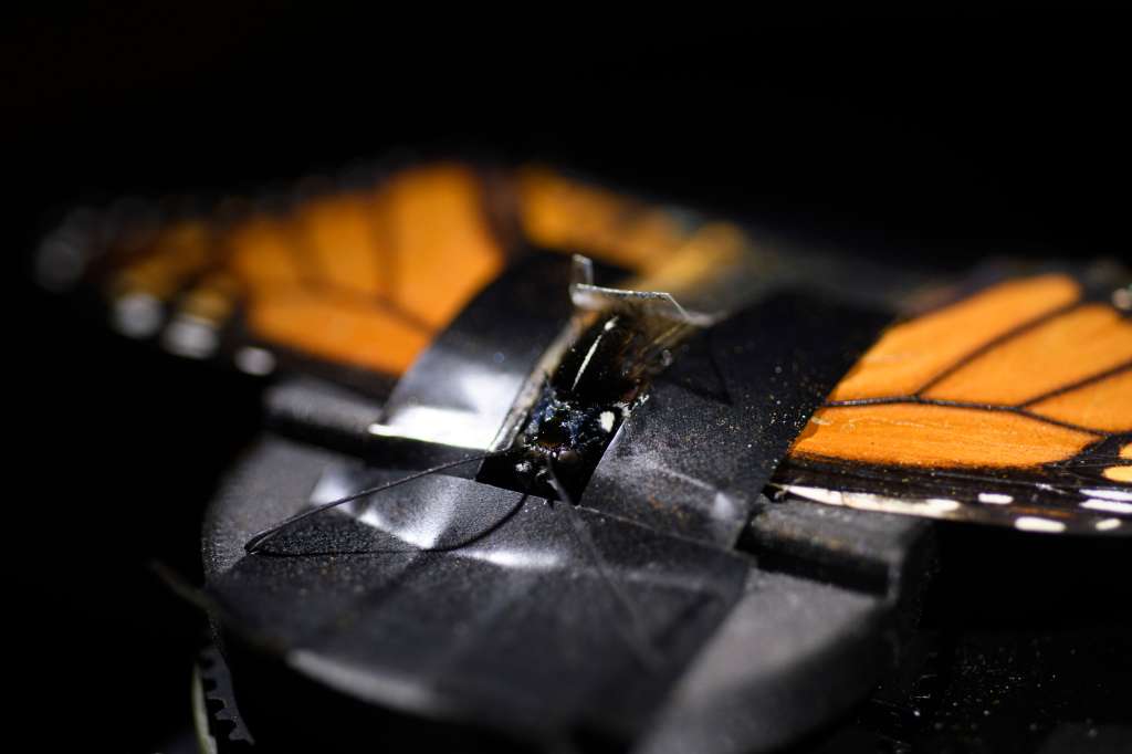Así se ve el cerebro de una mariposa monarca.