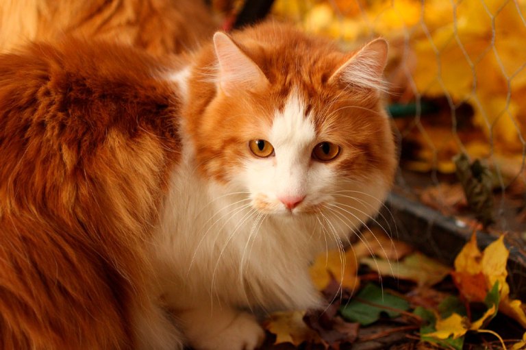 ¡Adorables! en fotos, las diferentes razas de gatos naranjas