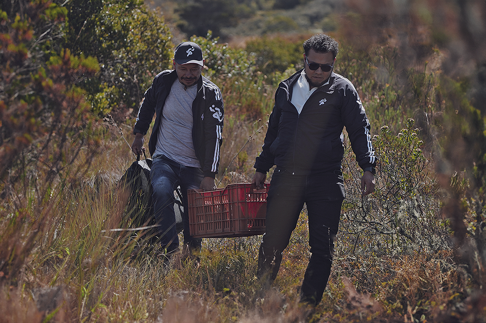 Según el Ministerio de Ambiente, los frailejones son considerados clave para el sostenimiento del ecosistema de páramo.