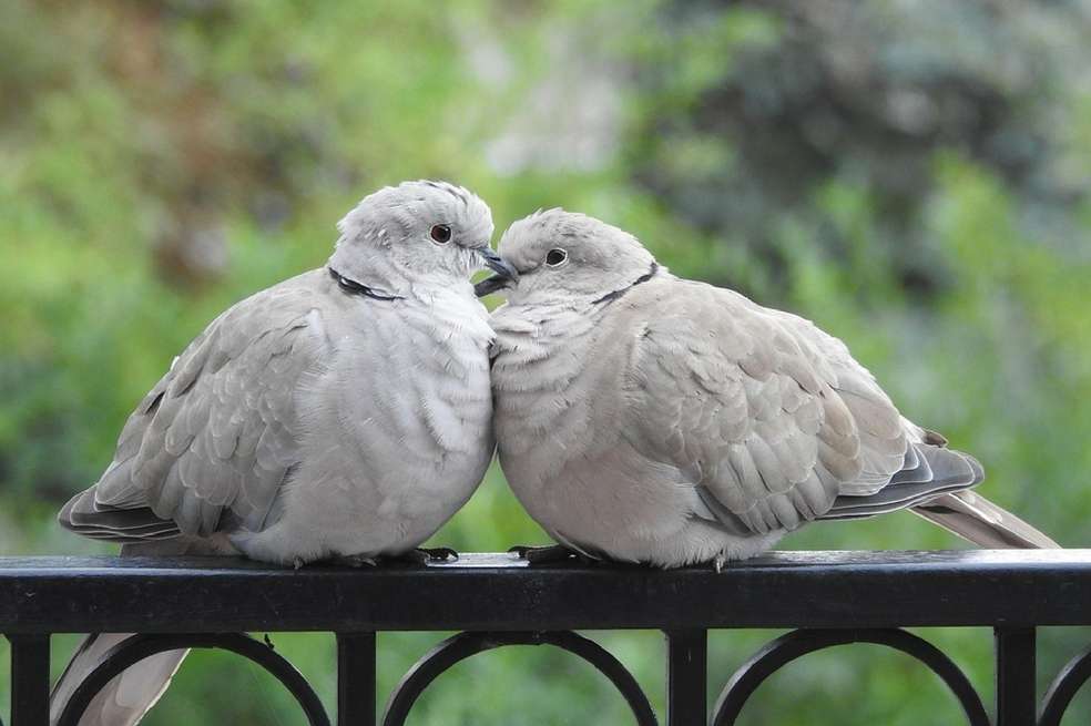 Científicos polacos estudiaron cómo cambia el comportamiento sexual en las palomas hembras cuando no hay machos.
/ Pixabay.