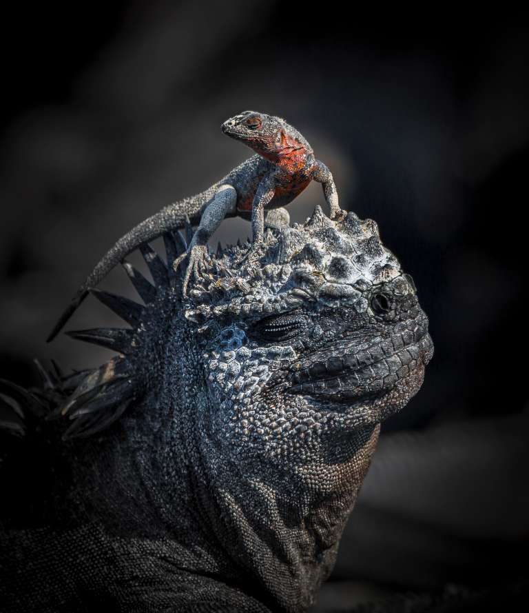 Esta fotografía de John Seager ganó el premio mayor en categoría Comportamiento - Anfibios y reptiles. "Esta imagen la tomé durante un viaje a las Islas Galápagos. Las islas están llenas de iguanas marinas icónicas y lagartos de lava. Esta fue la única vez que vi un lagarto tomando el sol sobre la cabeza de una iguana, ¡ambos obviamente disfrutaron la ocasión con beatíficas sonrisas!", dijo Seager. /John Seager World Nature Photography Awards.