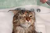 Cómo bañar a tu gato y  10 consejos para cuidar su higiene