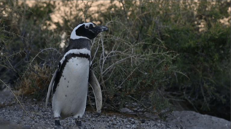 Pingüinos de Magallanes vuelven a su hábitat tras meses de rehabilitación