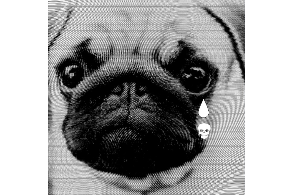 El viejo que me taladró la sensibilidad y la cordura fue Dante, un pug, uno de esos perritos de cabeza arrugada y chata, de ojos enormes y expresivos, que las señoras y los niños suelen adorar. El de mi historia tenía 14 años, tres de los cuales llevaba con la mitad del cuerpo paralizado.