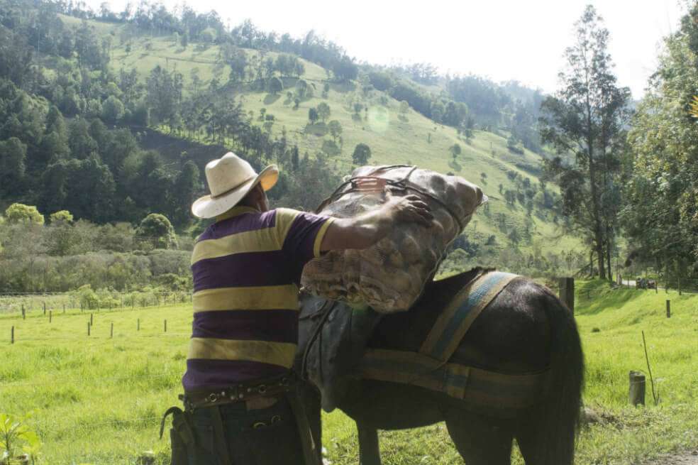 Efraín García o más como "El Negro García", es de los pocos arrieros que quedan en Cajamarca. Los jóvenes que nacen en estas zonas no ven el campo como una opción para salir adelante. / Laura Valeria López Guzmán